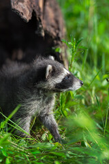 Raccoon (Procyon lotor) Looks Right Out of End of Log Summer