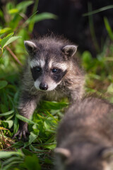 Naklejka na ściany i meble Raccoon (Procyon lotor) Follows Sibling Out of Log Summer