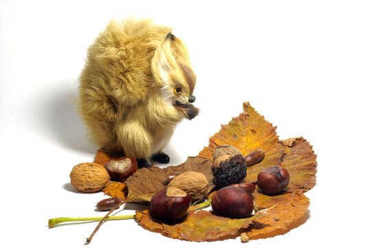 Stillleben mit Herbstlaub und Eichhörnchernfigur