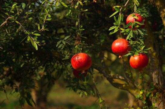Garden with pomegranate trees. Rich harvest, large fruits, ripe pomegranates. Kibbutz moshav in Israel. Plantations with beautiful low trees. Red ripe pomegranates on a branch 