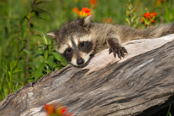 Raccoon (Procyon lotor) Clings to Edge of Log Summer