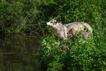 Adult Grey Wolf (Canis lupus) Lifts Nose With Two Pups on Island Summer