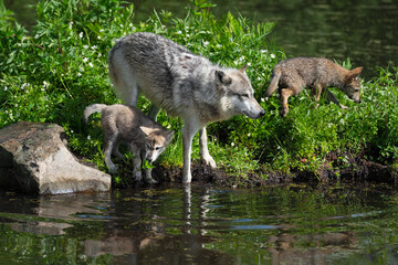 Grey Wolf (Canis lupus) Pups and Adult on Edge of Island Reflected in Water Summer