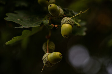acorns on the oak © Hardage plays Nature