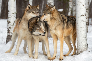 Grey Wolves (Canis lupus) Sniff at Third Winter