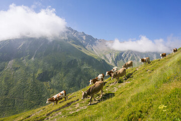 Fototapeta na wymiar Hiking around Mont Blanc, Alpine landscape, cows