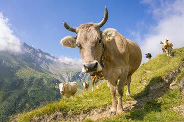 Hiking around Mont Blanc, Alpine landscape, cows