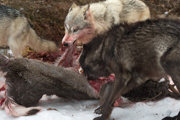 Grey Wolves (Canis lupus) Pull on White-Tail Deer Carcass Winter