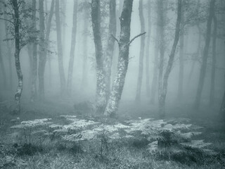 Foggy woods with fernes