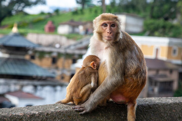 Female and infant rhesus monkey nursing, sitting on the edge of a wall with view of a temple in the background, Pashupatinath Temple, Kathmandu, Nepal