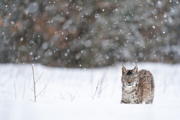 Lynx walking on the snow field in heavily snowing. Cold winter with wild animal. Lynx lynx