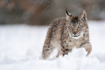 Lynx cub walking in snow drifts. Wildlife animal in his natura habitat.