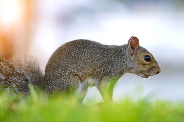 Beautiful wild gray squirrel in summer town park