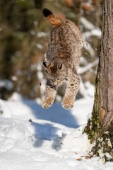 Foto op Canvas Lynx jumping down from the tree trunk in the winter forest to the snow bellow. © Stanislav Duben