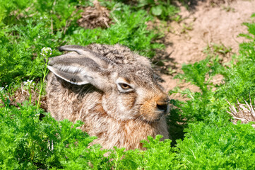 Single brown hare sitting on the green grass under the sun.