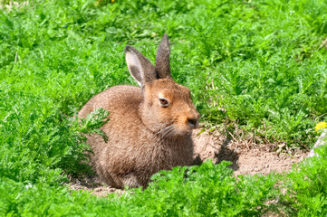 Single brown hare sitting on the green grass under the sun.