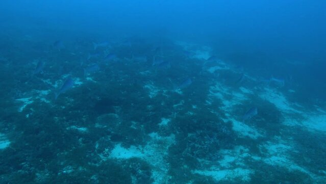 Deep divng - Dentex dentex fish shoal in the Mediterranean Sea