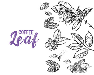 Coffee leaf and beans sketch hand drawn illustration. Organic coffe benas and leafs design template. Vector illustration. Healthy food frame. Coffee leaf design elements. Coffee beans.