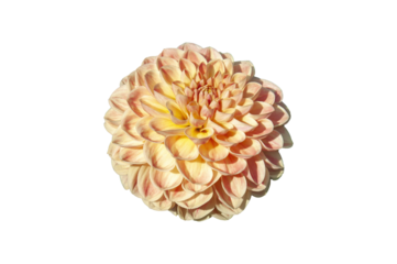 Dahlia 'Texas Moon' a pink summer autumn pompom flower tuber plant, png stock photo file cut out and isolated on a transparent background