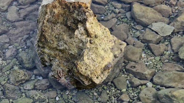 Closeup of a rock in the water with a Runner Crab (Pachygrapsus marmoratus) on it