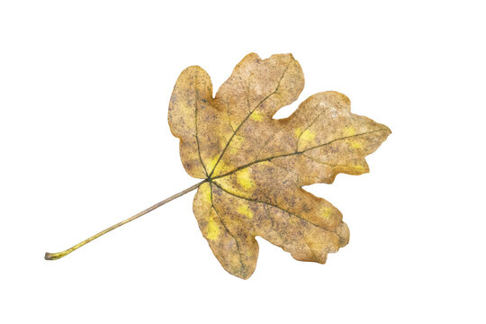Field maple leaf (Acer campestre) in autumn fall colour, png stock photo file cut out and isolated on a transparent background
