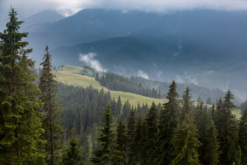 Green meadow in the pine tree mountain range in gray deep fog and rising clouds, Carpathians mountains, Chornogora, Ukraine