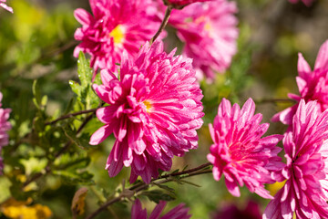 Beautiful pink violet chrysanthemum with dew drops in the garden. Sunny day, shall depth of the field
