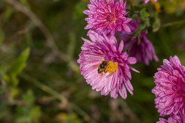 Beautiful pink violet chrysanthemum with dew drops in the garden. Sunny day, shall depth of the field
