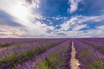 Scenic view of a spectacular lavender field in Provence against summer dramatic sky