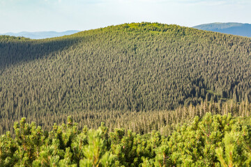 Green pine trees forest pattern alpine forest background