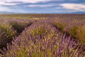 Scenic view of lavender field in Provence south of France in summer sunshine against dramatic sky