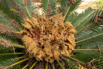 Cycas Revoluta palmera