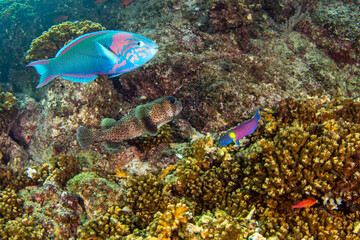 many different colorful fishes while diving cabo pulmo baja california sur mexico