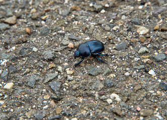 beetle on the road