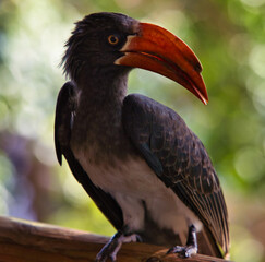 red billed hornbill