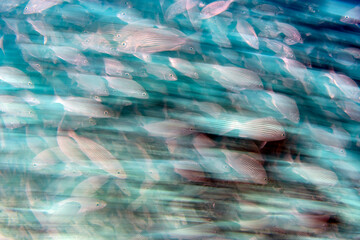 Inside sardine bait ball fish in cortez sea diving cabo pulmo