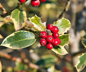 red berries on a bush