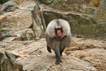 baboon in the zoo