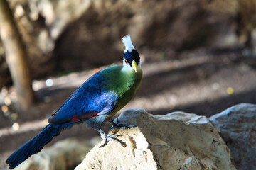turaco