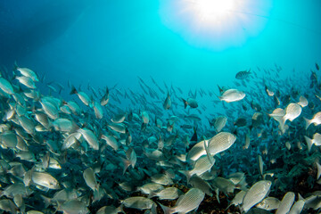 Inside sardine bait ball fish in cortez sea diving cabo pulmo