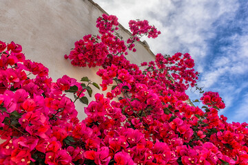 Close-up of Bougainvillea flowers blooming in summer in south of France