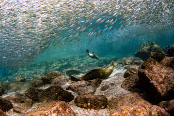 diving with sea lions in cortez sea