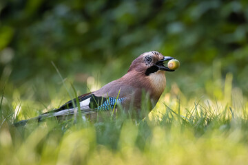 Eurasian jay with oak acorn, Garrulus glandarius, very nice big bird, colorful feathers, looking for oak acorns and nuts. Brown bird with blue feathers on the wing