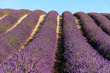 Scenic view of lavender field in Provence in summer day light