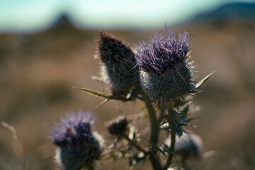Blooming burdock with dry grass on the background