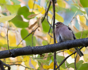 ispinoz / common chaffinch / fringilla colebs