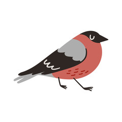 Bullfinch bird. Hand drawn Christmas winter illustration