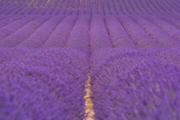 Naklejka na ściany i meble Scenic view of lavender field in Provence during summer daylight