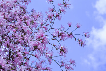 Naklejka premium magnolia gwiaździsta, delikatne kwiaty magnolii w świetle poranka w słonecznym ogrodzie