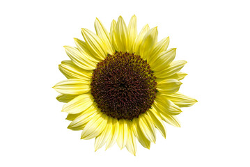 Sunflower (helianthus) a summer flowering plant with a yellow summertime flower, png stock photo file cut out and isolated on a transparent background